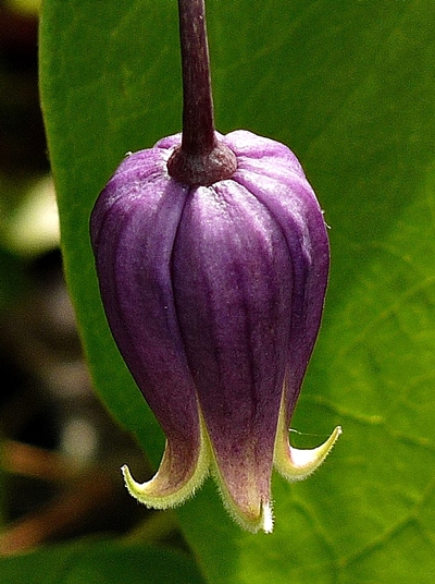 {Clematis addisonii}